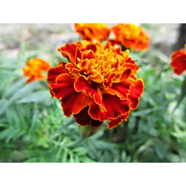 Plantistanbul Karagöz Kadife Çiçeği Karışık Renk Çiçek Tohumu +- 40