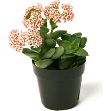 Levant Crassula Springtime