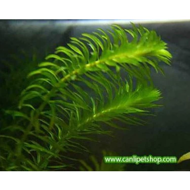 Akvaryum Bitkileri Elodea Densa(Egeria) 5