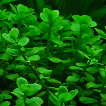 Akvaryumbitkileri Bacopa Monnieri 1 Bağ Akvaryum Bitkisi 5