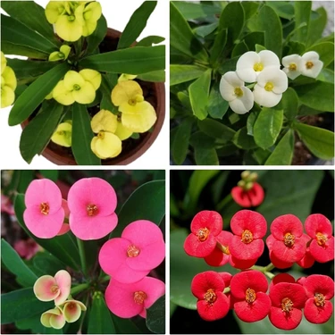 Bitkim Sende Dikenler Tacı Milli Euphorbia Set 4 Adet