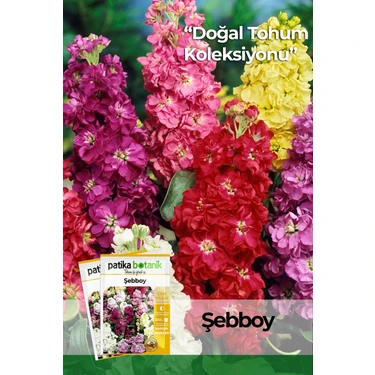 Patika Botanik 100 Adet Şebboy (Mathiola Incana) Çiçek
