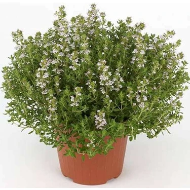 Istanbul Kekiği (Origanum Vulgare Subsp Hirtum) – Canlı,