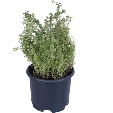 Hobi ve Bahçe Limoni Kekik Fidanı Saksı'da -Limon Kokulu Kekik - Thymus Citriodorus