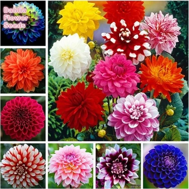 25 Adet Dev Yıldız Dahlia Çiçeği Soğanı Yumrusu 12 Renk Karışık Yumru Boyu 10 Cm.yeni Mahsul..