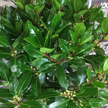 Mutlupaket Tüplü Defne Ağacı (Laurus Nobilis) Fidanı (80-120 Cm) Büyük