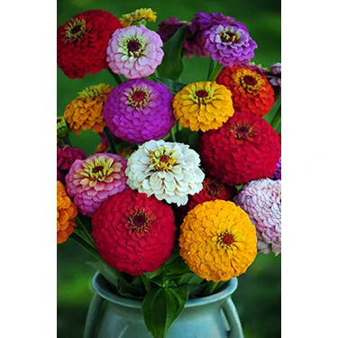 Farmlife 30 Adet Rengarenk Zinnia Çiçeği