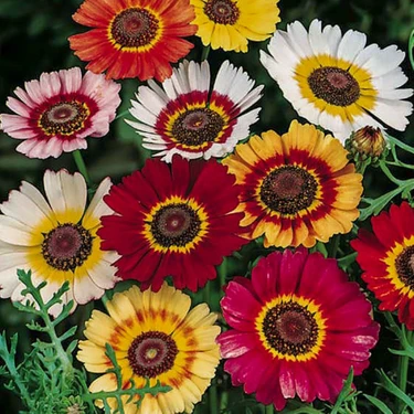 Floramut - Karışık Mix Kasımpatı Çiçeği Tohumu-20