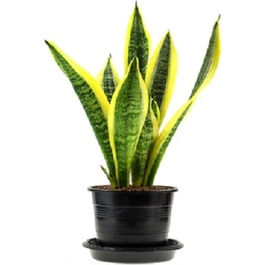 Berceste Peyzaj Kılıç Çiçeği 40 cm Paşa Kılıcı Ev Bitkisi Ofis Bitki Salon