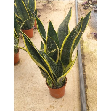 Sansivieria Paşa Kılıcı 10-20