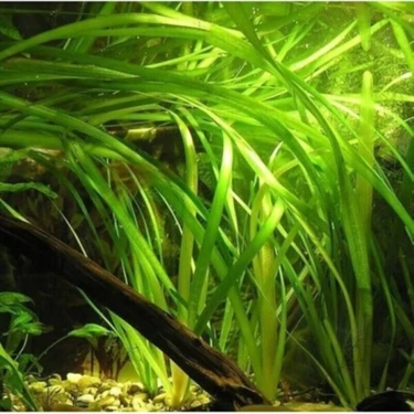 Marimo Scape Saz